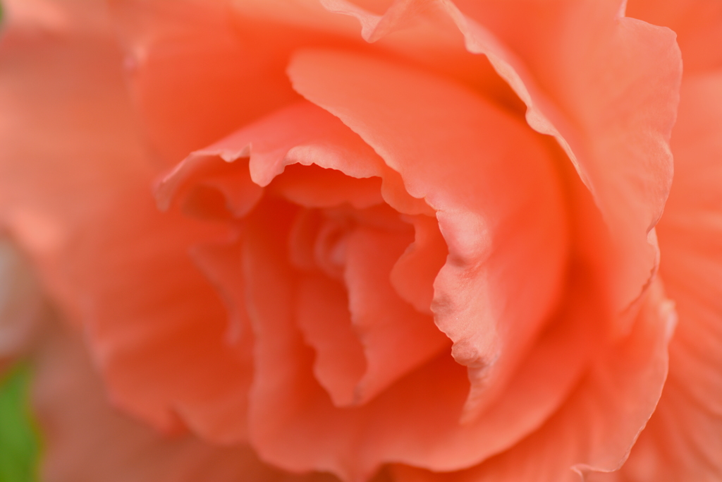 早春の草花展３