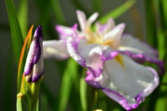 開花前・開花後