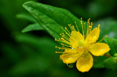高原の金糸梅・雨