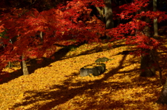 永観堂・境内の紅葉