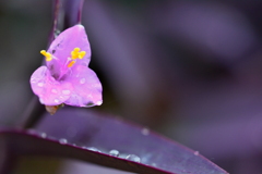 雨の日の紫御殿