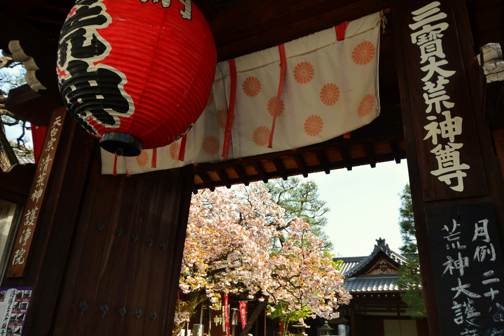 護浄院・山門の桜