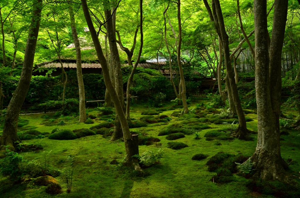 新緑の祇王寺