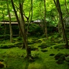 新緑の祇王寺