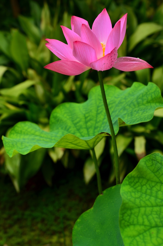 法金剛院の蓮３
