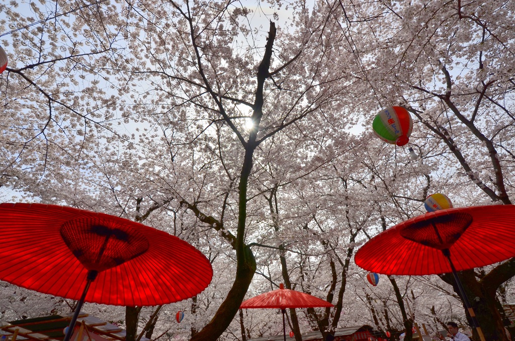 京の花見処