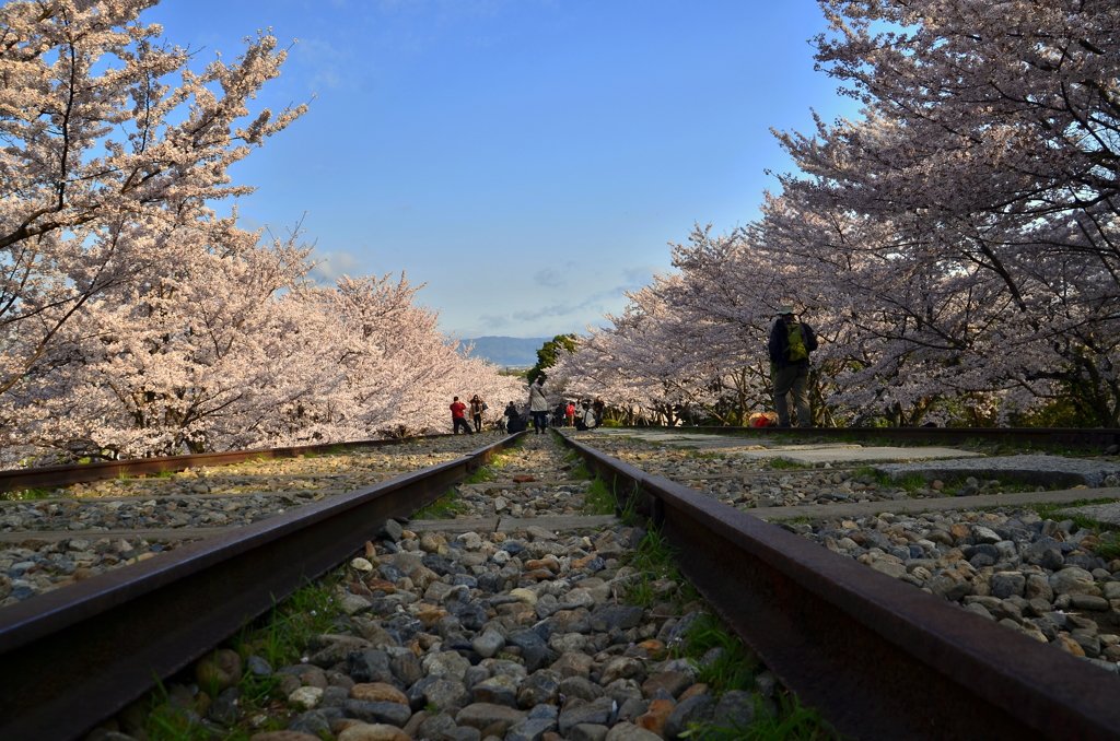 蹴上インクラインの桜