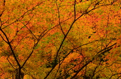 美山大原神社の紅葉