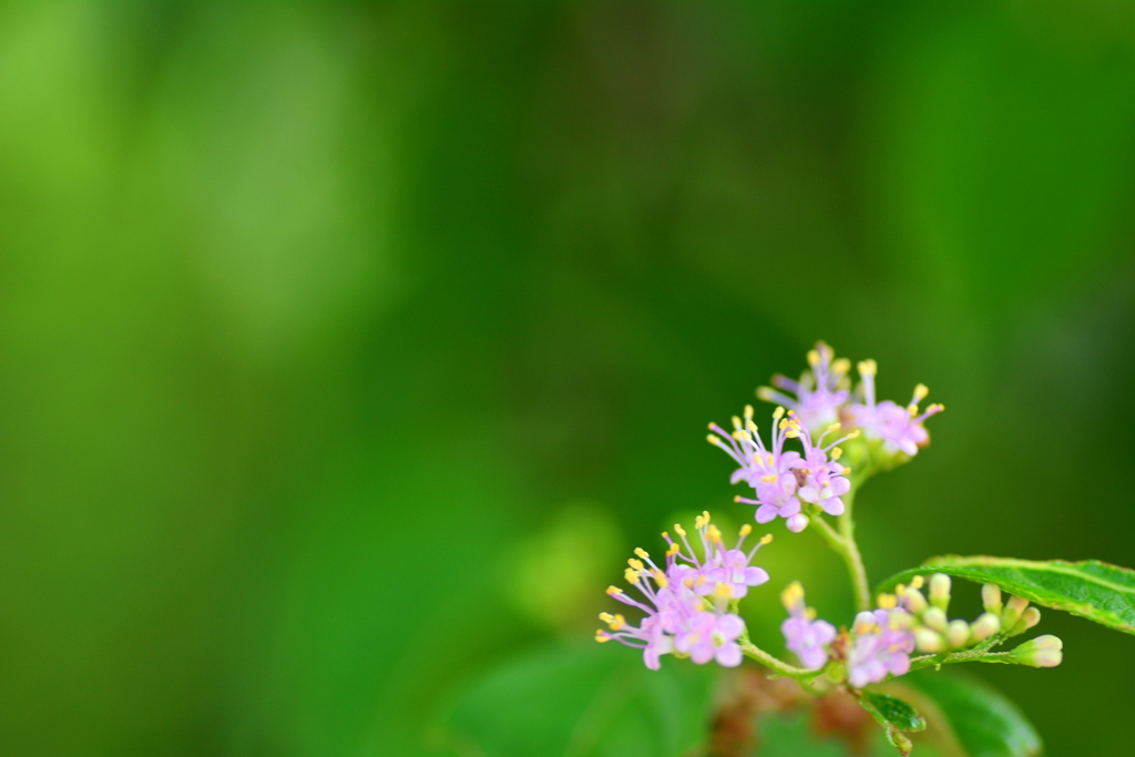 紫式部の小さな花