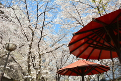 祇園白川の桜２