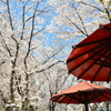 祇園白川の桜２