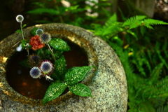 錦天満宮の生け花