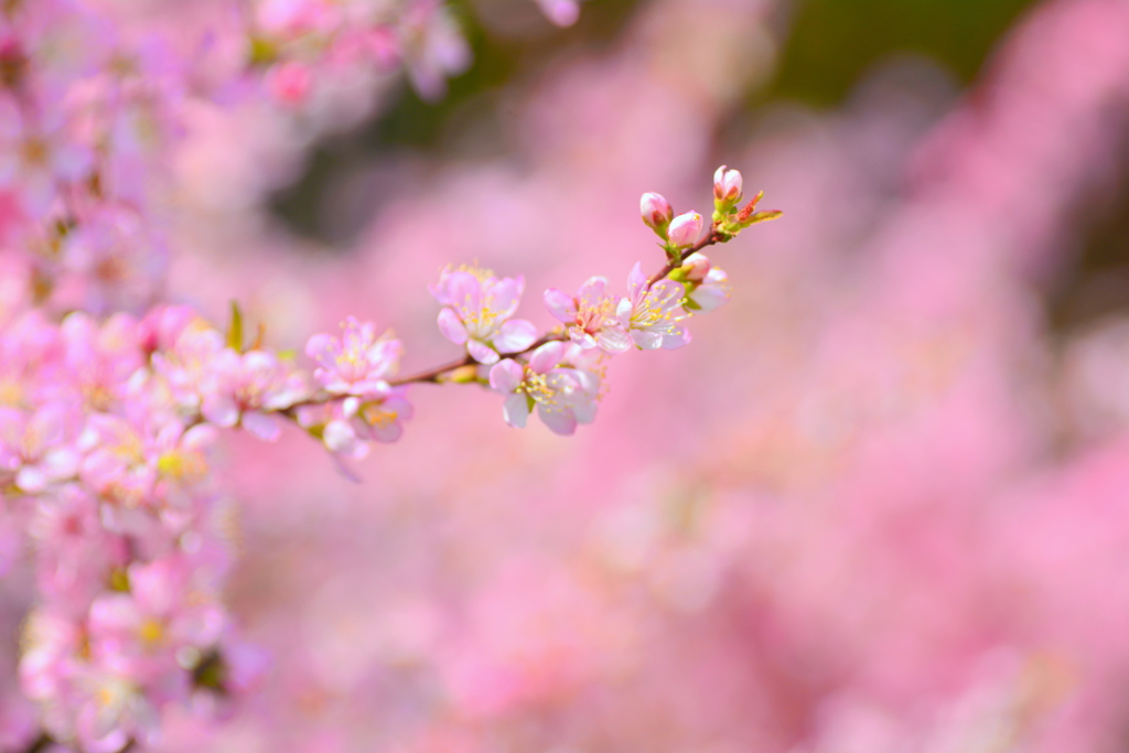 庭梅花盛り１