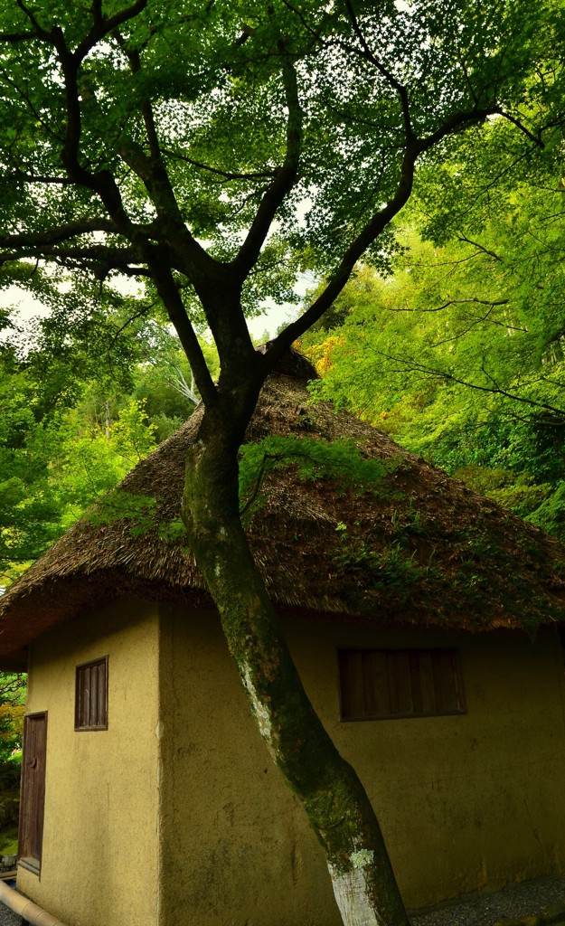 鈴虫寺・鈴虫小屋