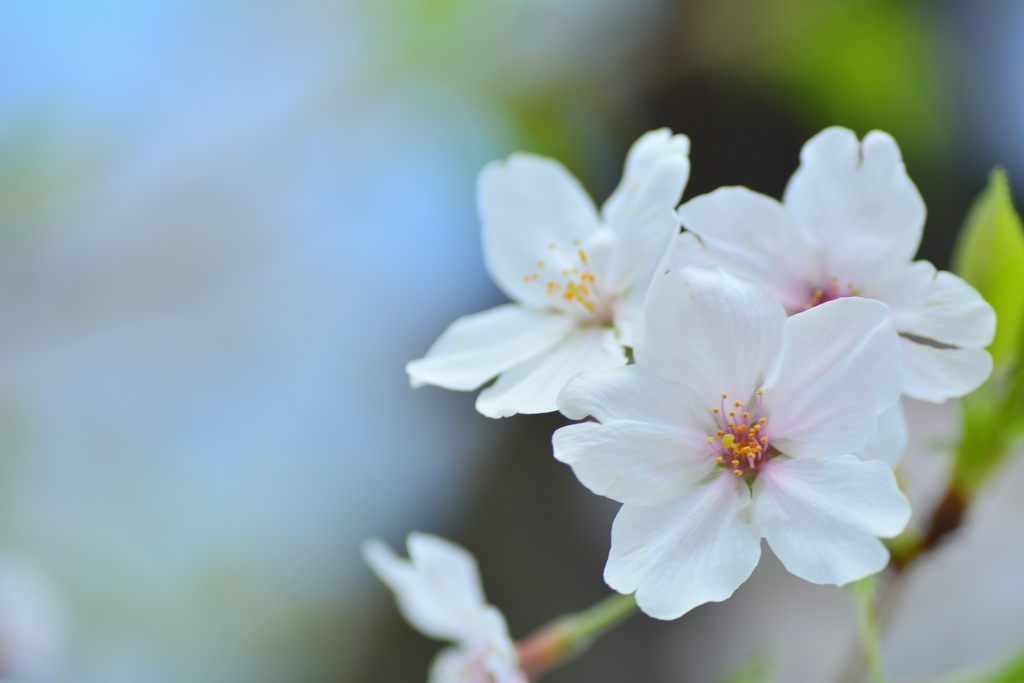 葉桜寸前