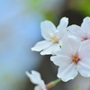 葉桜寸前