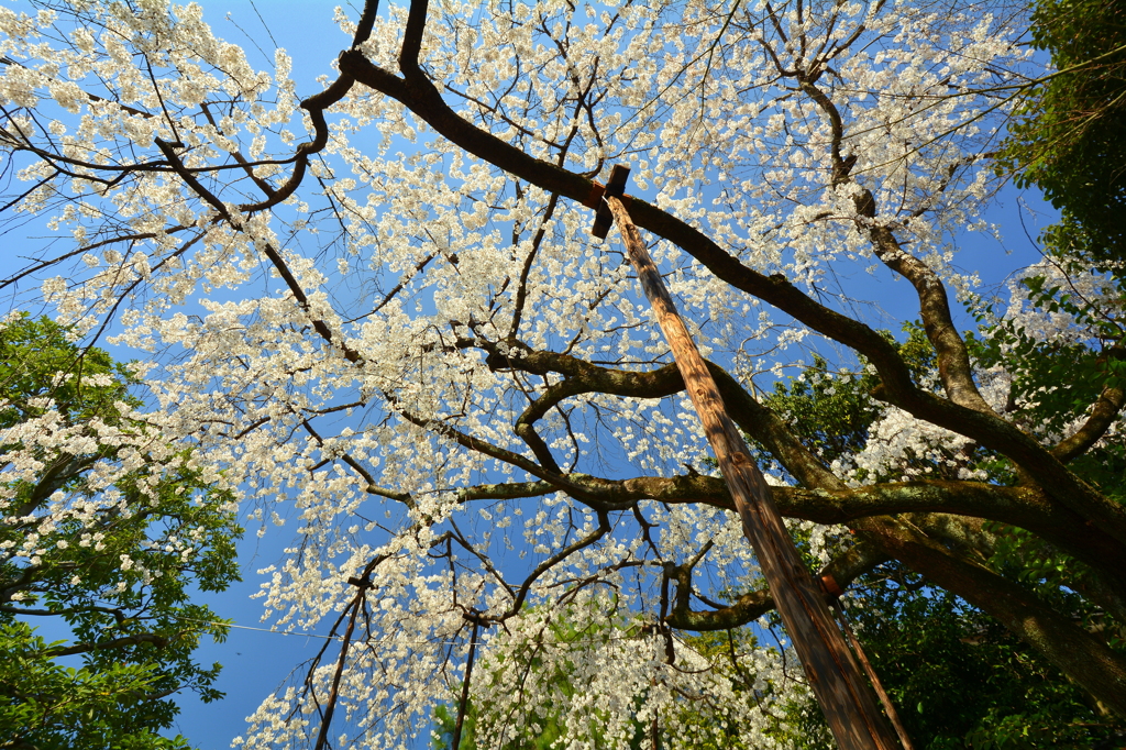 車折神社・溪仙桜