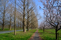 メタセコイヤ並木・桜