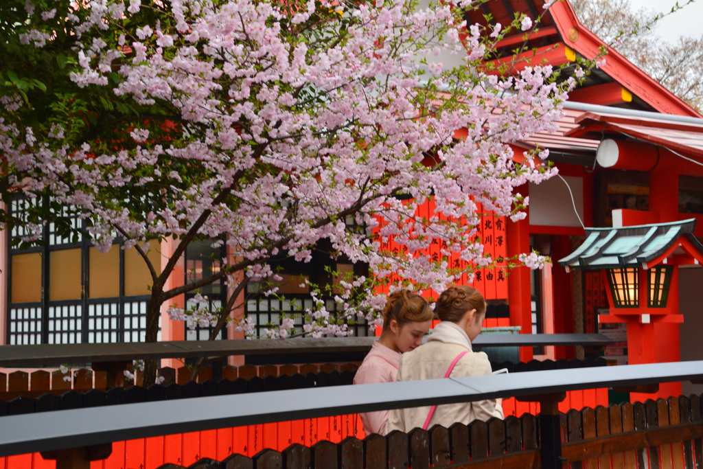 芸能神社の桜３