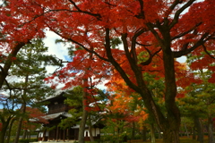 建仁寺三門の紅葉