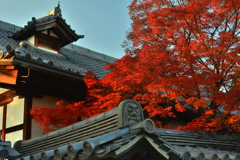 妙心寺金牛院の紅葉