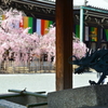 佛光寺手水舎からの枝垂桜