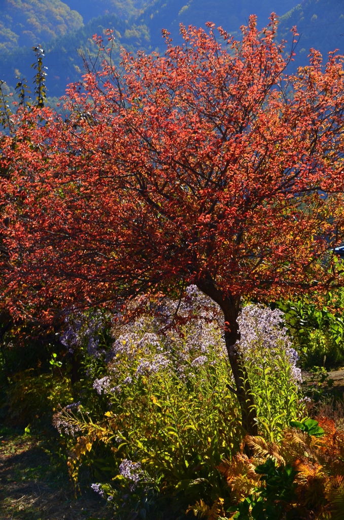 信州紅葉スナップ１