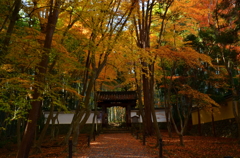 地蔵院・総門　晩秋１