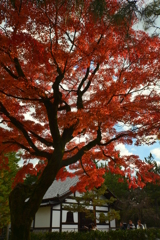 建仁寺浴室の紅葉