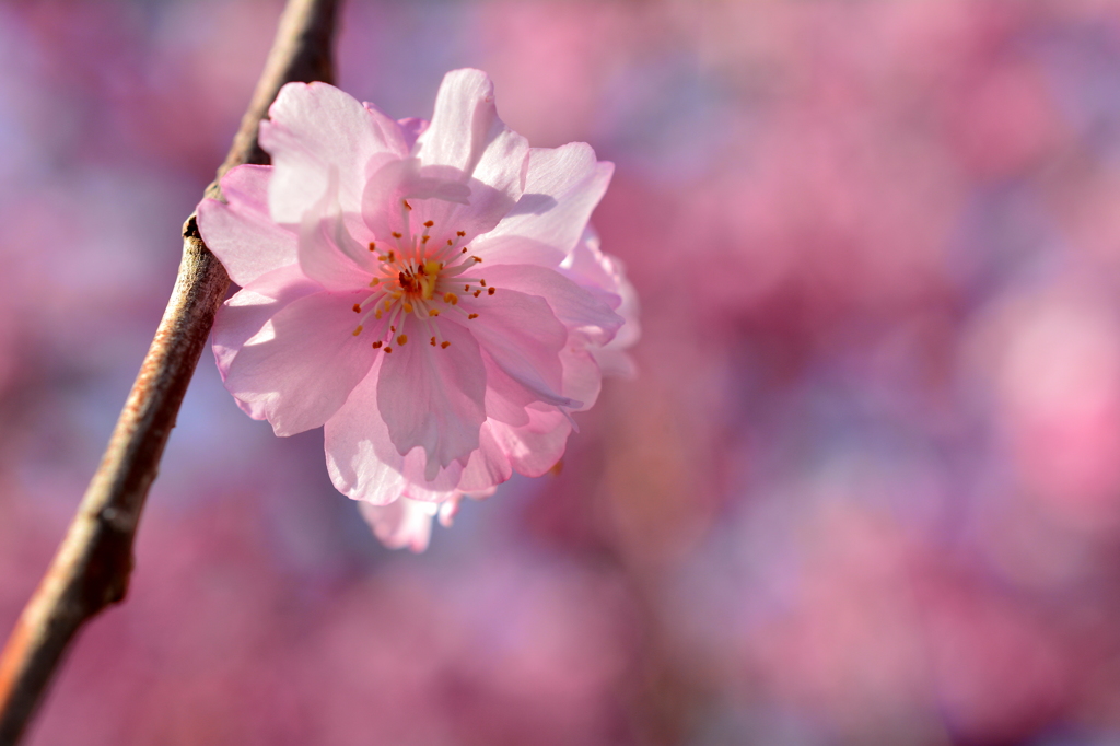 佛光寺の紅枝垂桜