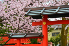 車折神社の早咲き桜２