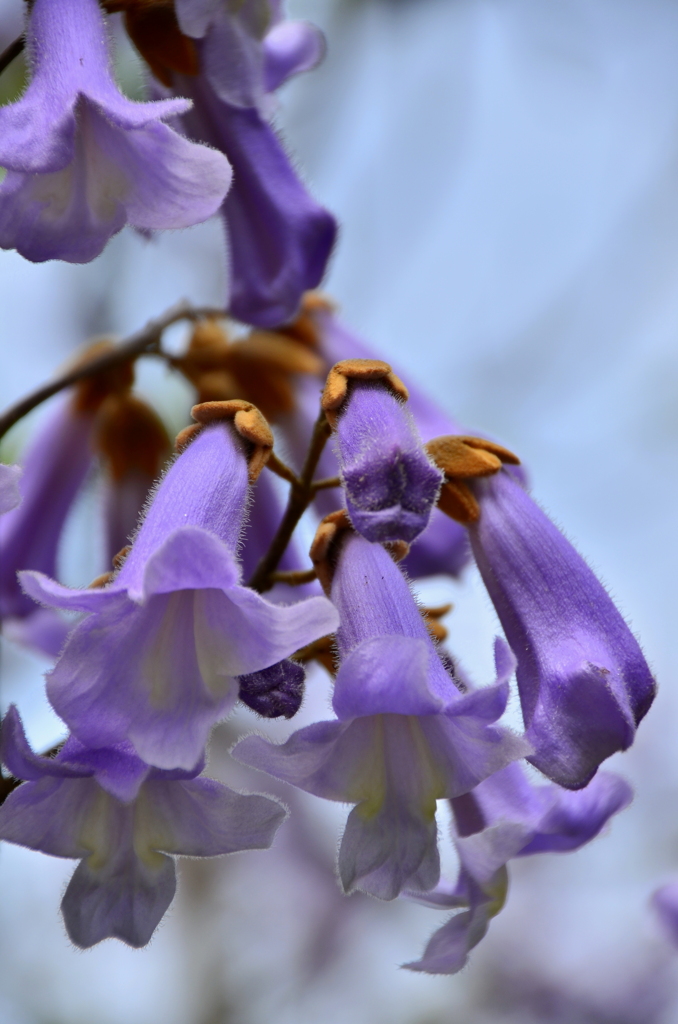 季節の花　桐