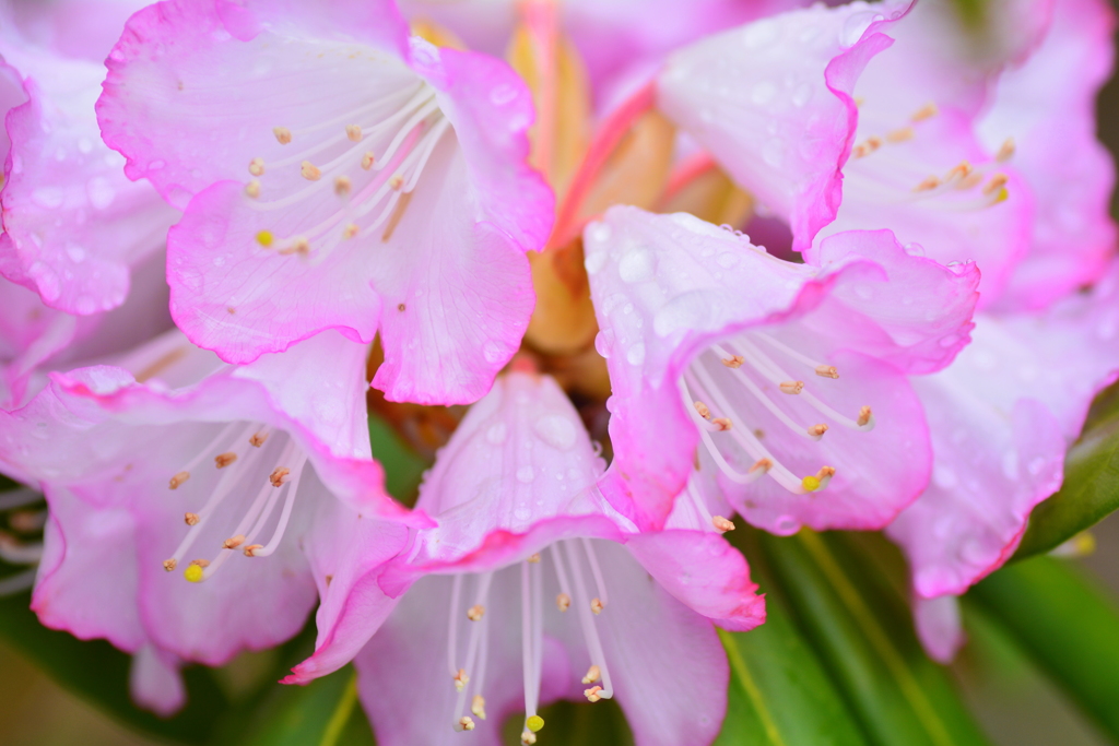 雨に石楠花