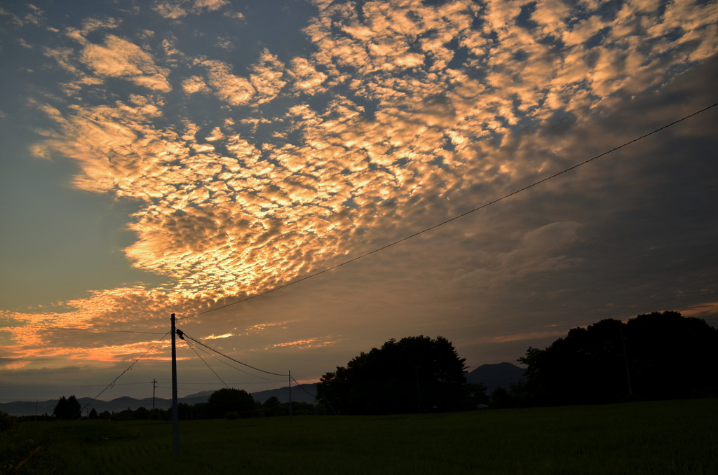 高原の朝・盛夏