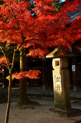 今宮神社境内の紅葉