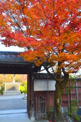 西梅津神明社の紅葉３