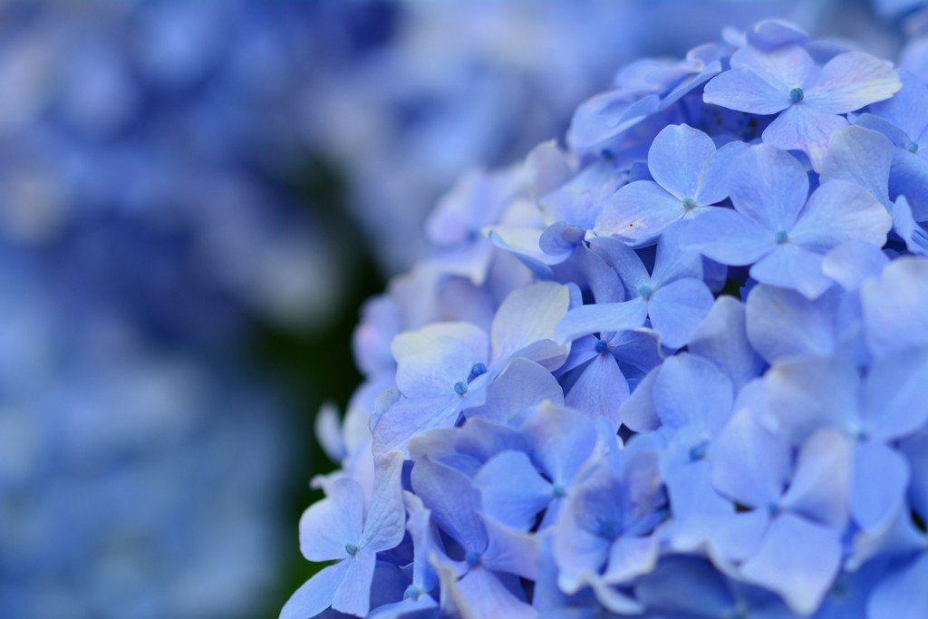 八月の紫陽花６