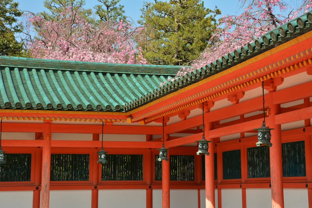 平安神宮・蒼龍楼の桜１