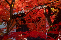 永観堂・画仙堂の紅葉