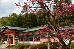 西院春日神社の遅咲き紅梅