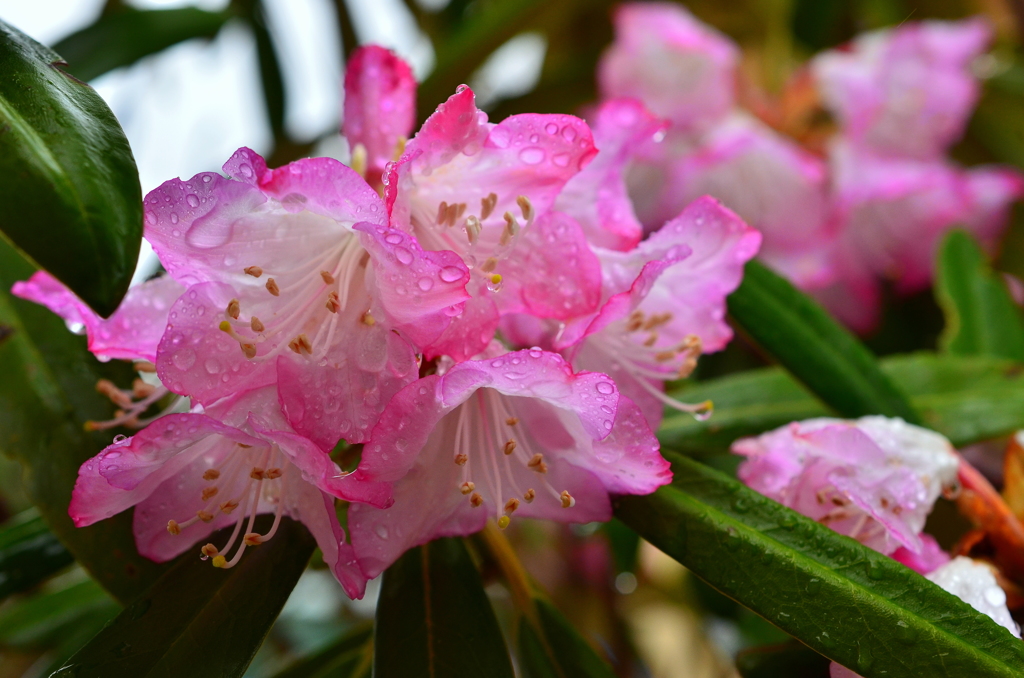 雨の日の石楠花