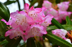 雨の日の石楠花