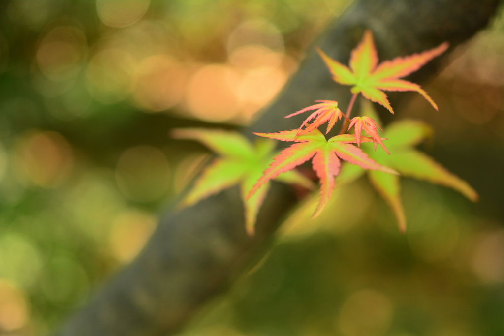 西院野々宮神社の青紅葉４