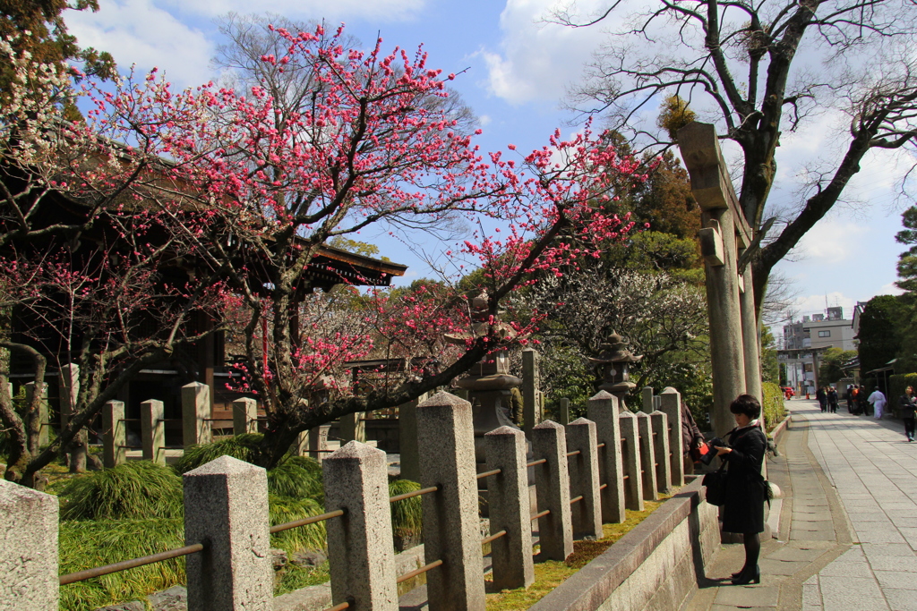 城南宮・芹川天満宮の梅２