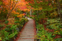 宝筐院の紅葉７