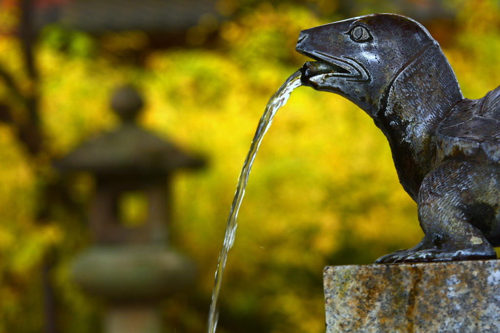 松尾大社手水舎の紅葉