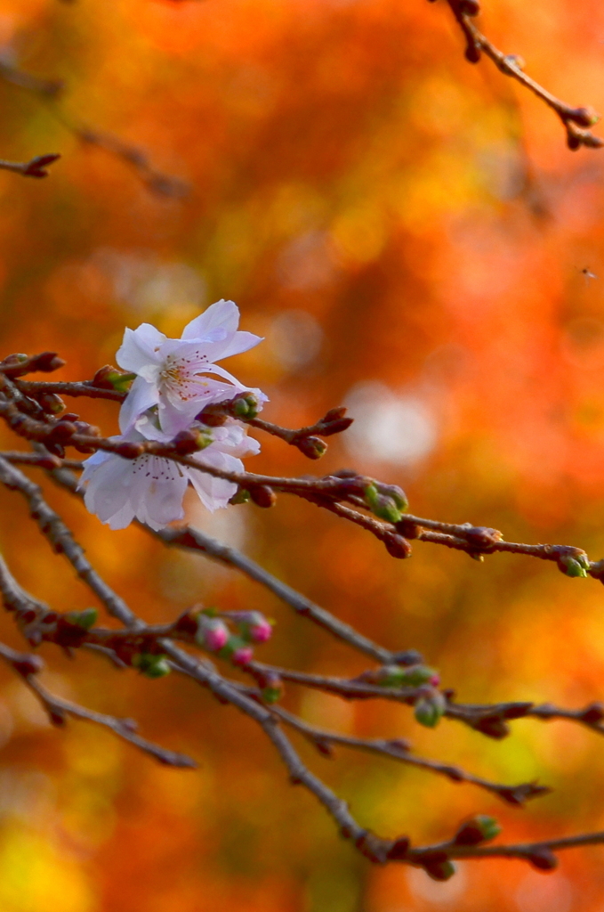 不断桜