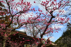 城南宮・芹川天満宮の梅１