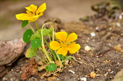 金蓮花