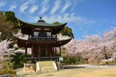 勧修寺観音堂の桜